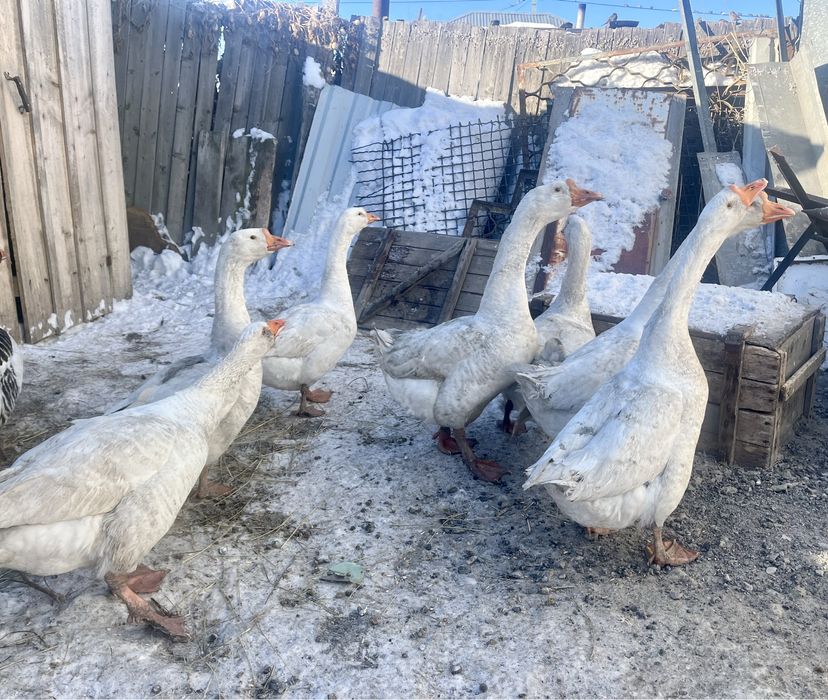 Продам Гусей мясной породы(Линда)