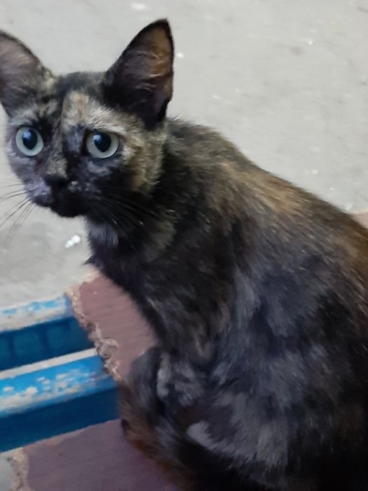 Чудесная девочка в поиске дома