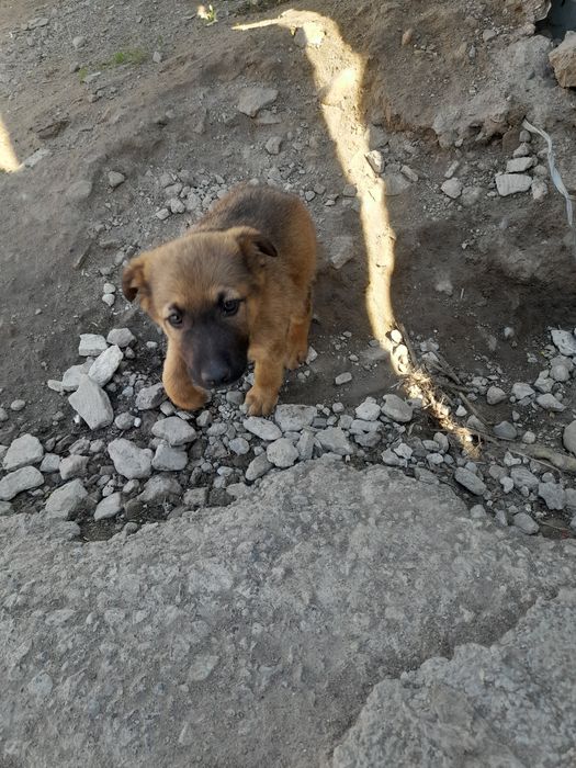 Отдам в хорошие руки