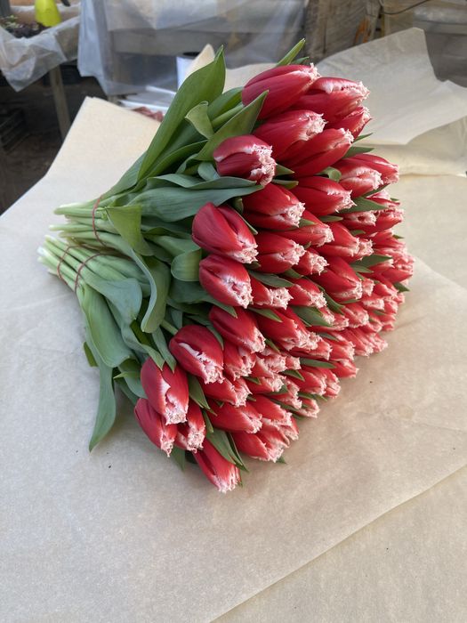 Тюльпаны Уральск