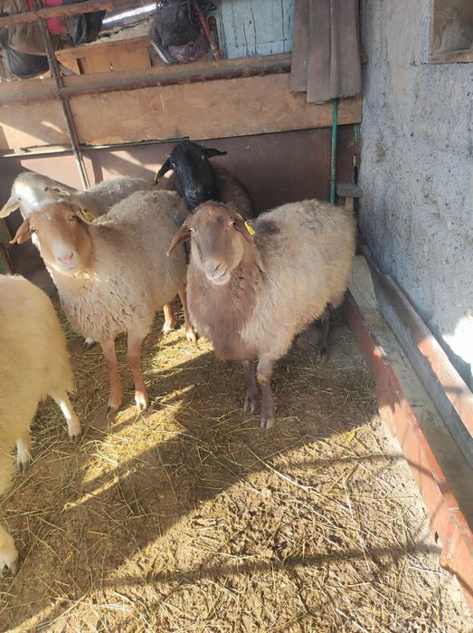 Семиз кой откорм