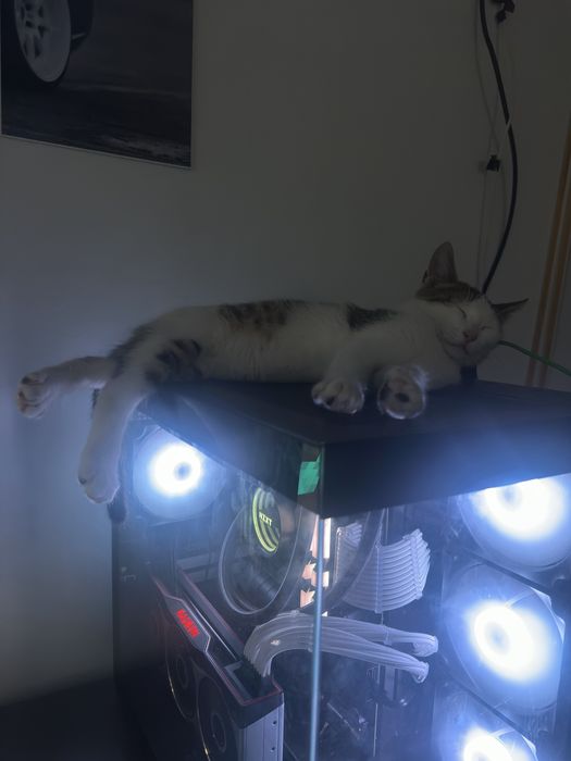 Подарявам коте Спешно!!!