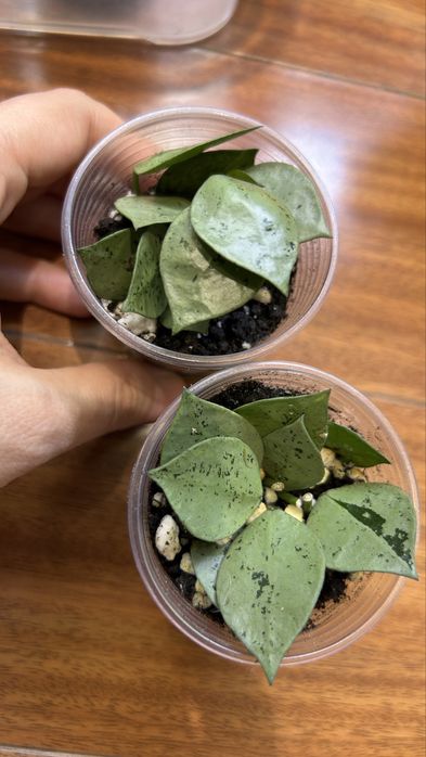 Хойя эскимо хойа