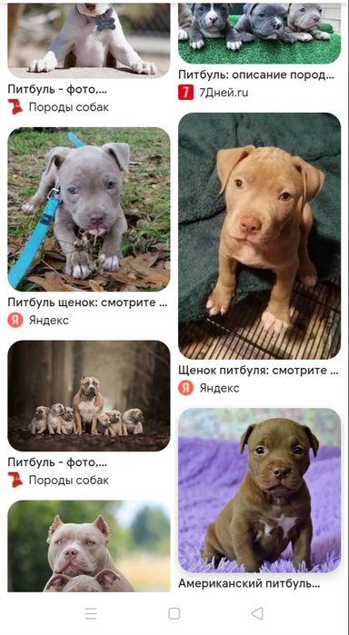 Осындай итер асырап алам керек емес болса