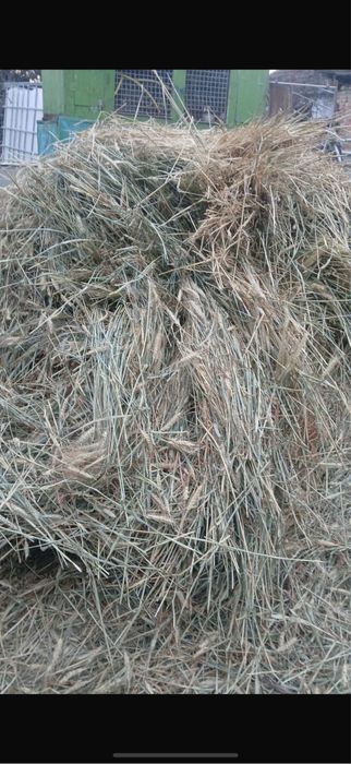 De vanzare baloti de grau