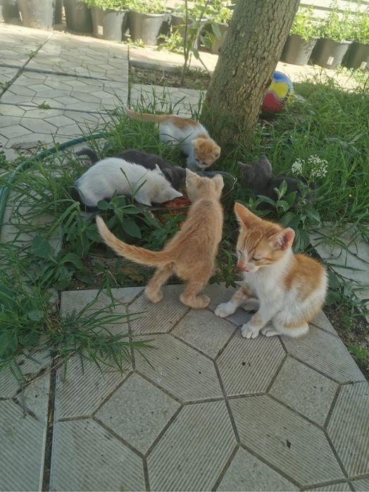 Donez pisici (3 pisoi, 2 femele)