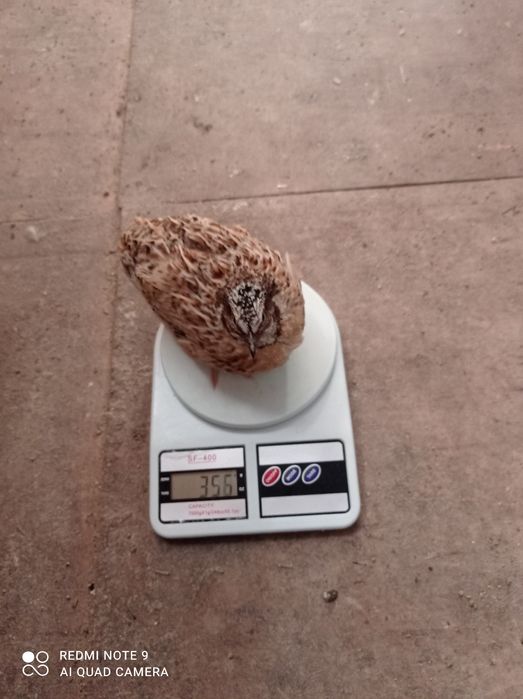 Продам перепелов несушки  двух месячные