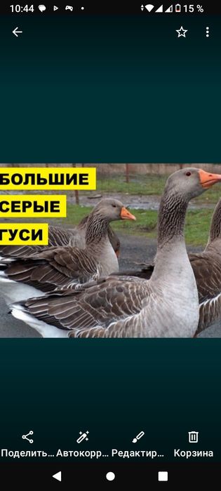 Гуси крупный серый
