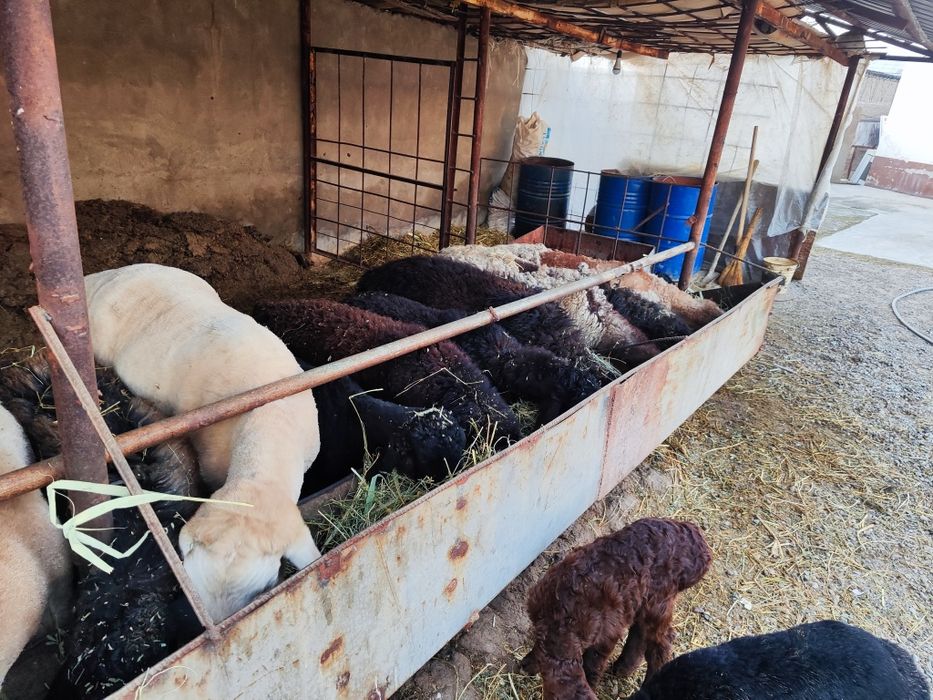 Sogʻligʻ qoʻy sotilad