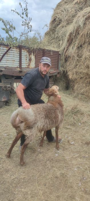 Продам кошкар 1.5 года