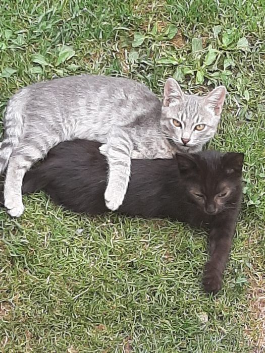 Котята, крысоловы.
