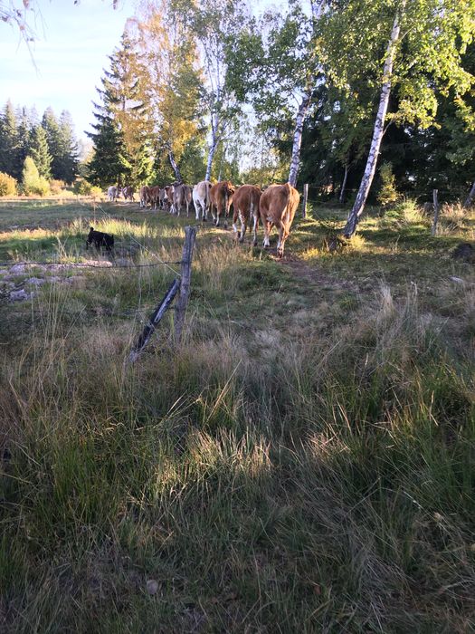 Vacii cu vitei da vanzare