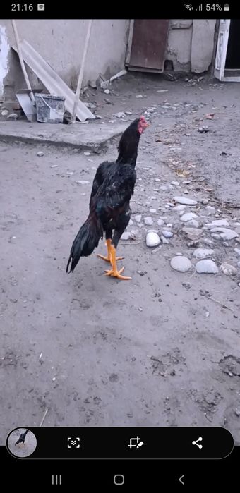 Dakan Juja sotiladi bardovi