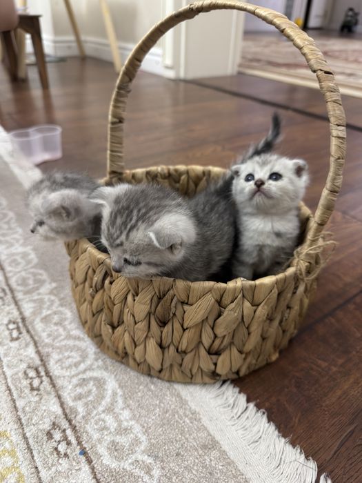 Шотландские котята
