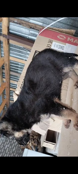 Щенки немецкой овчарки