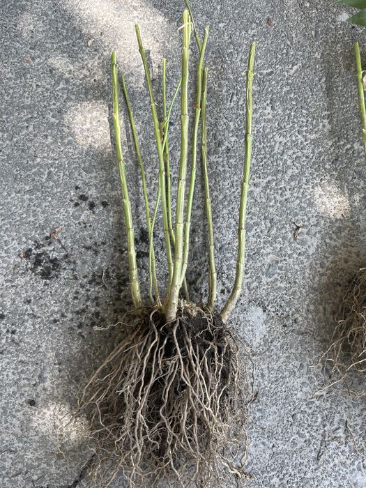 Флоксы многолетние