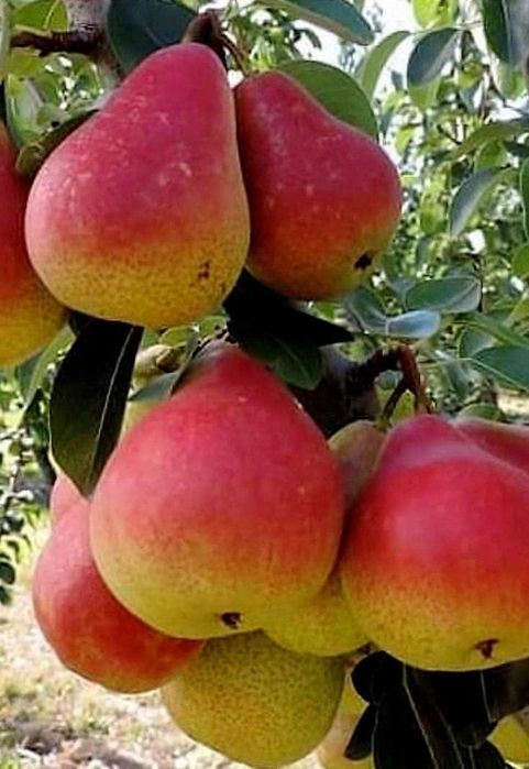 Продаёться Саженцы сортове