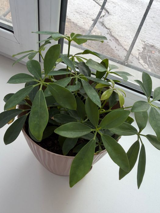 Продаю шалферу молодую