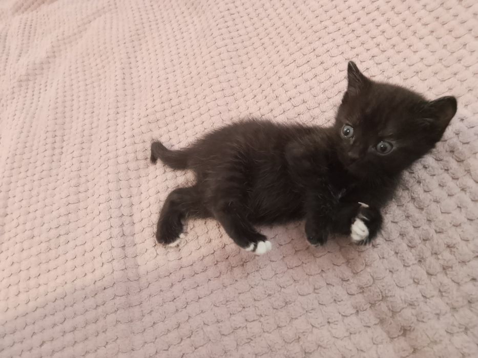 Отдам котят в добрые руки.