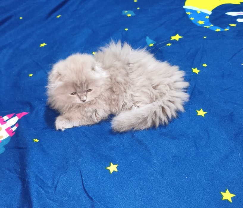 Скоттиш фолд лиловые