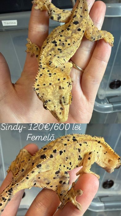 Crested gecko/ soparla/gecko cu creasta/reptila