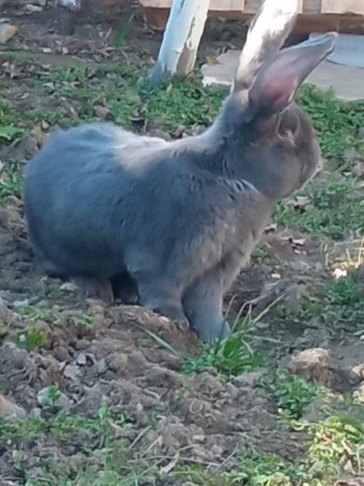 Зайци сини и черни немски гиганти,както и кочовати зайци.