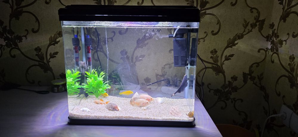 Akvarium Baliqlari bilan sotadi Продается аквариум с рыбками