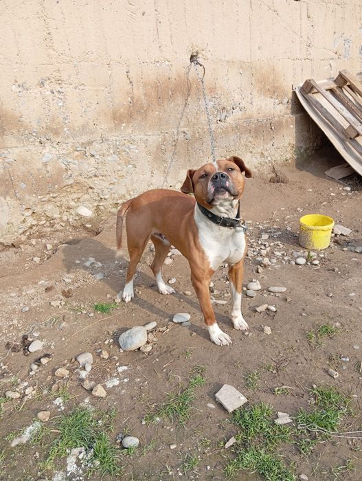 Пит бултер Американский парода