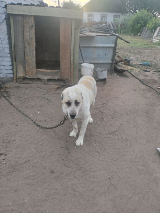 Продам щенят алабаев