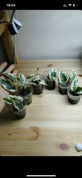 Фикусы стар, гантель