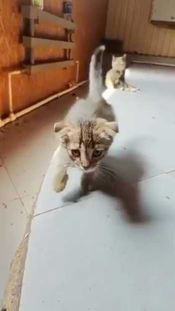 Котятам нужен дом!