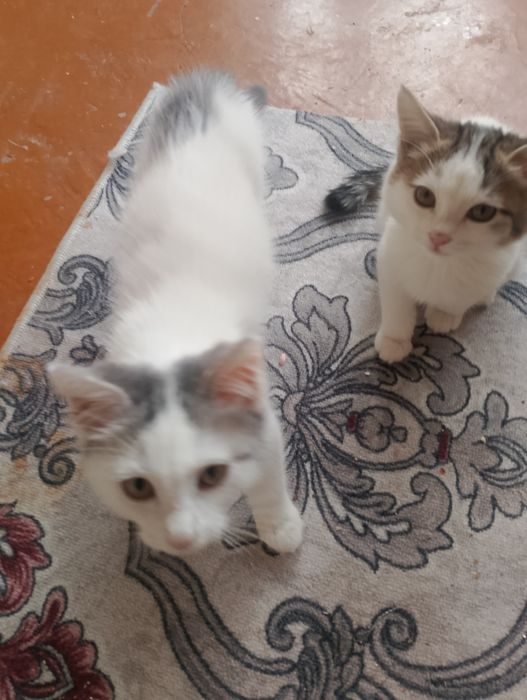 Котята даром в подарок