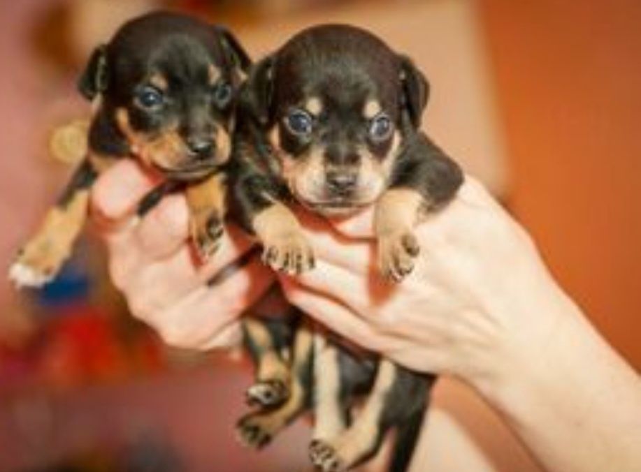 Продам щенков той терьера мальчики и девочки