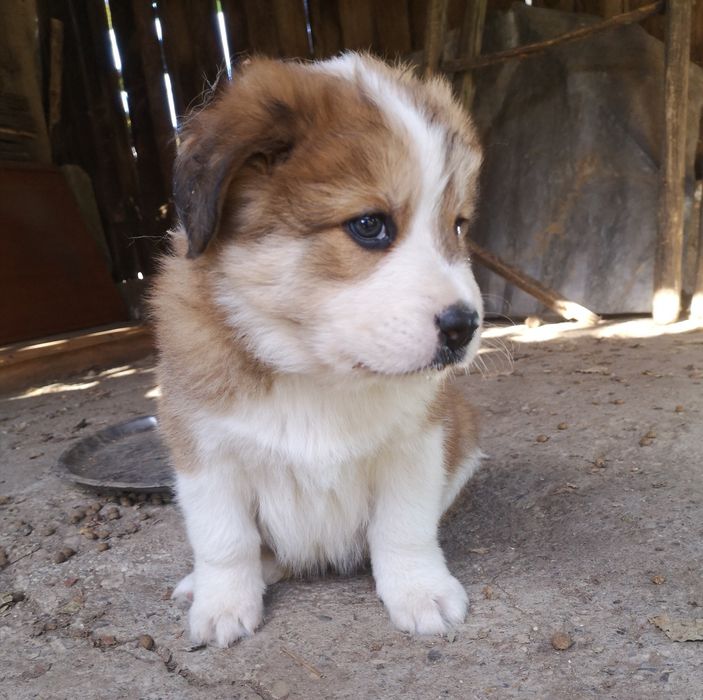 Catelus  gratuit 2 luni