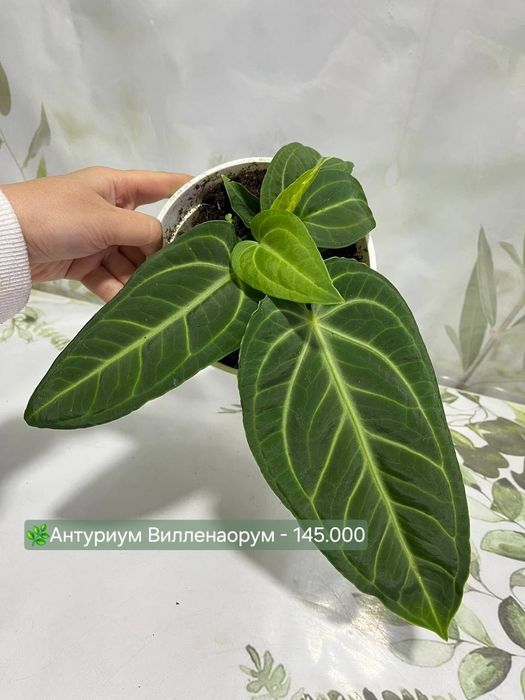 Хойя, Калатея, Антуриум и др