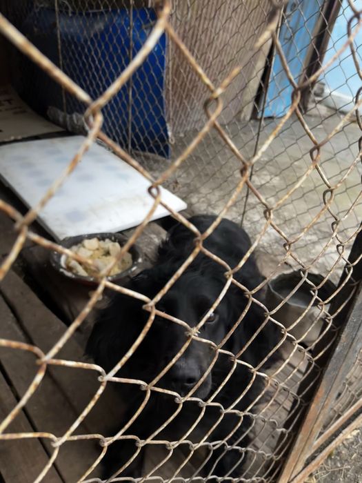 Продам собаку