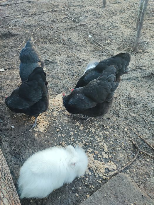 Ouă găini Australorp pentru incubat