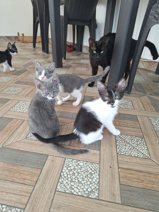 Donez pisici cuminti de rasa