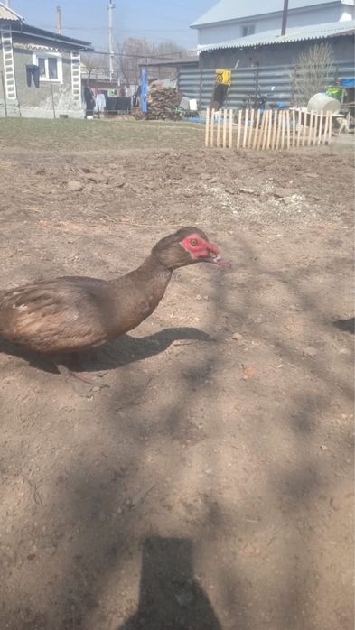 Продам утку или обменяю