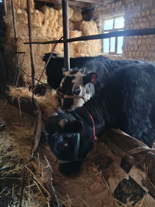 Буқалар сатылады