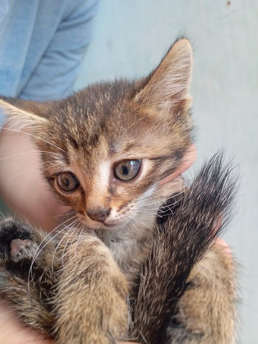 Отдам котят в добрые руки.