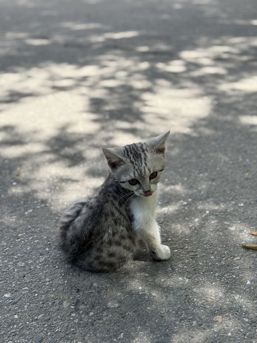 Котенок,очень ласковый и милый
