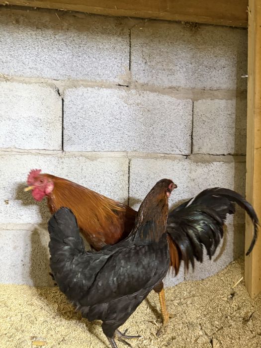 продам пару карликов