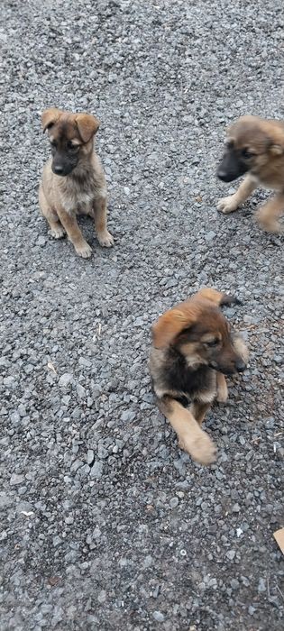 Щенки Заводские в дар!