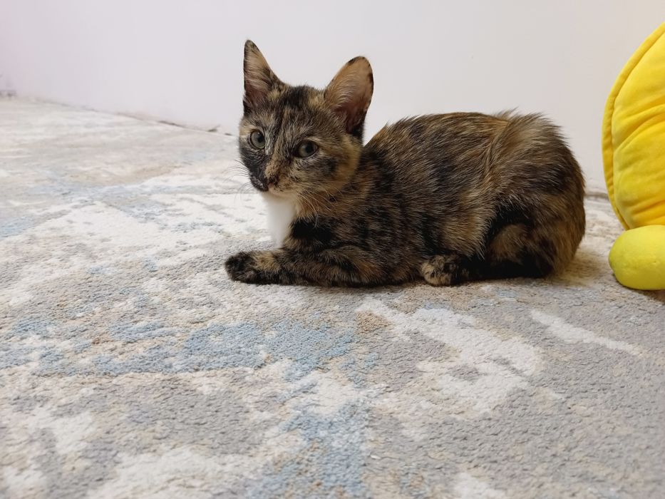 Котята бесплатно
