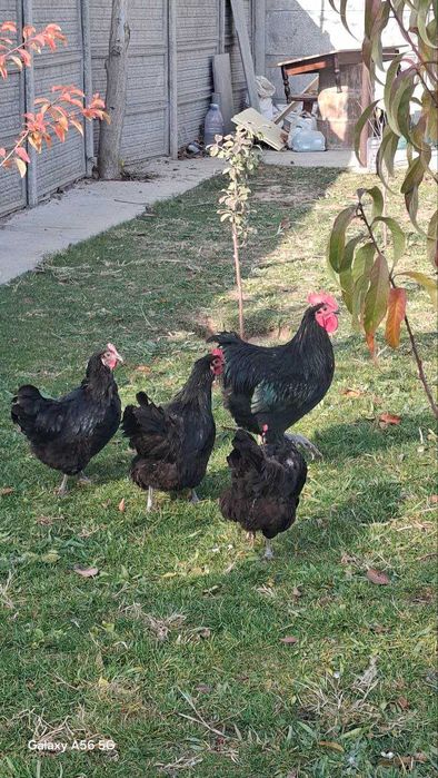 Хўроз ва товуқлар