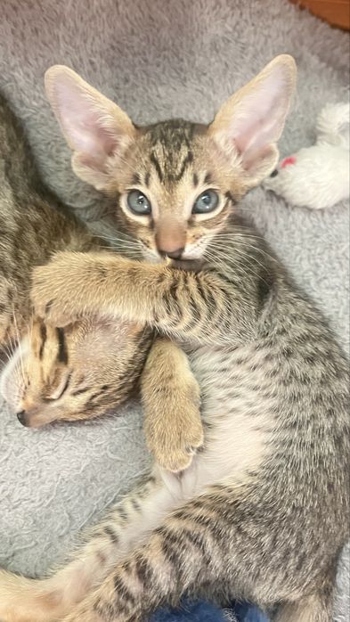 Ориентальные котята