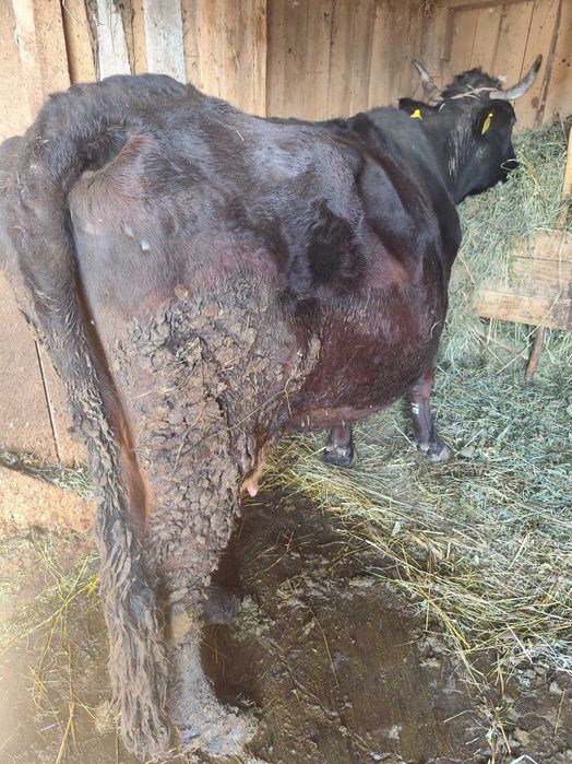 Vacă de vânzare de prăsilă