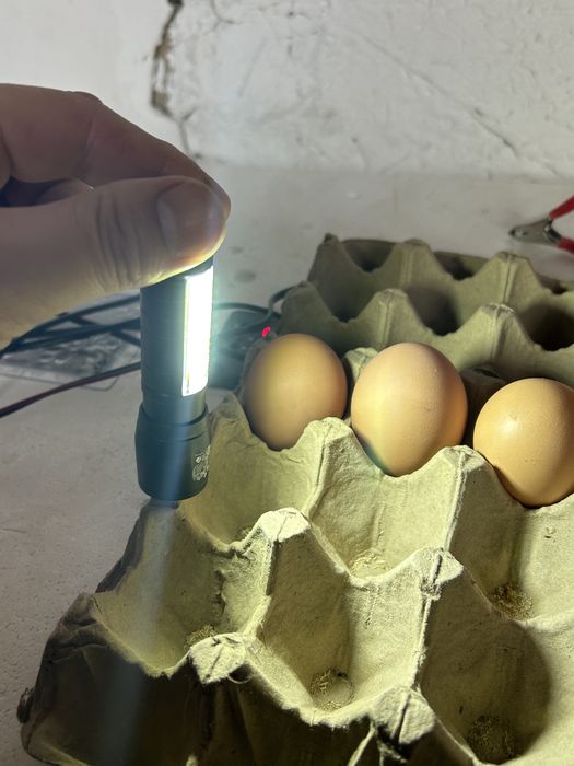 Фонар для овоскопирование яйцо