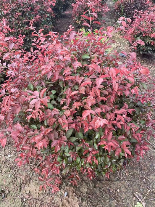 Янги тур! краснолистная декоративная писсарда (карликовая)
Писсарда Па